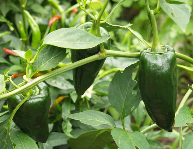Capsicum annuum ssp. Conoides Group var. annuum 'Ancho'